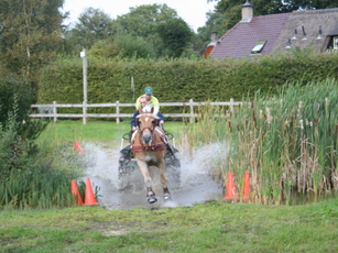 Trainen met paarden